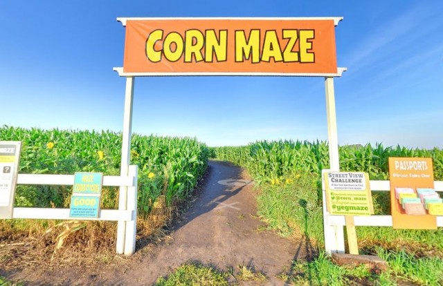 maze-corn 